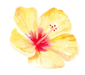 Yellow petals with a vibrant orange-red center